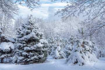 Trees covered with snow in sunny winter day.