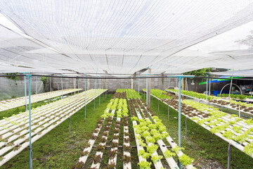 fresh organic salad farm.