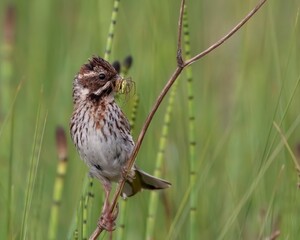 Common Reed Bunting has caught today's breakfast.