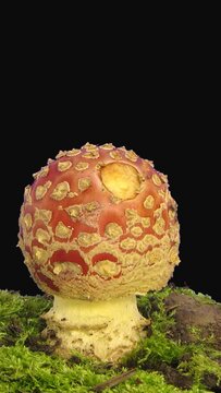 Time lapse of growing Fly Agaric (Amanita Muscaria) mushroom in a forest with ALPHA transparency channel isolated on black background, vertical orientation