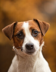 jack russell terrier portrait