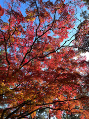 紅葉したもみじ