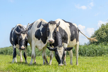 Young cows playing, joyful and happy in a field, group hug on a sunny day