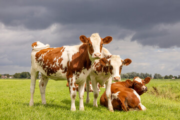 Fototapeta na wymiar Three calves standing and lying down together, tender love portrait of young cows, in a green meadow, an stormy overcast sky
