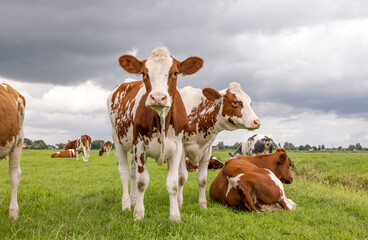 Three cow calves together, portrait of young cows, in a green meadow under a cloudy blue sky