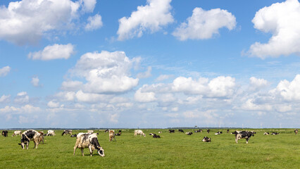 Obraz premium Cows grazing in the field, peaceful and sunny in Dutch landscape of flat land with a blue sky with white clouds