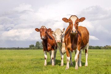 Young cows, looking curious red and white, in a green field under a blue sky and horizon over land