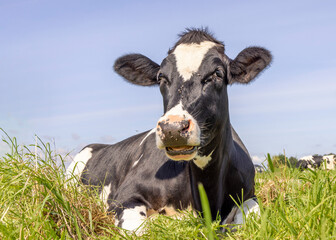 Milker cow lying down, relaxed and happy, showing teeth while chewing, ruminating in the green...