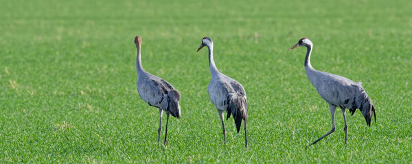 grue cendrée - grus grus - gruidés