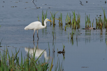 grande aigrette - Ardea alba - Ardeidae