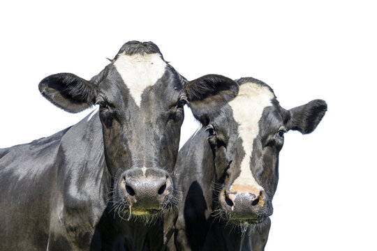 Two cows heads side by side, together, on white with dreamy eyes, black and white with cut out background