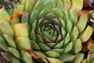 rojnik Jiekke Varre Sempervivum