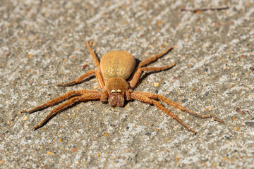 A large orange female Australian badge huntsman spider (Neosparassus Diana) flattened on concrete in an urban environment