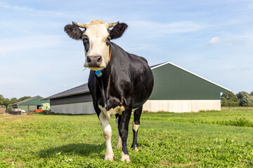 Cow and barn, black and white standing in front, landscape with horned cows, looking at camera and a blue sky