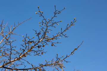 Blue skies and slender ginkgo branches