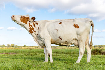 Cow does moo with her head uplifted, wailing and heckling, full length side view standing in a...