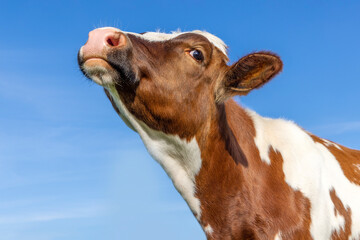 Cow sniffing head up lifted, red and white milk cattle and a spying eye under a blue sky