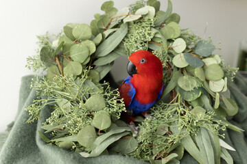 A female red and blue eclectus parrot sitting in a christmas wreath with native australian foliage