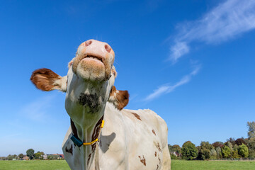 Cow is sniffing head up lifted, moo in the air, red and white milk cattle, blue sky