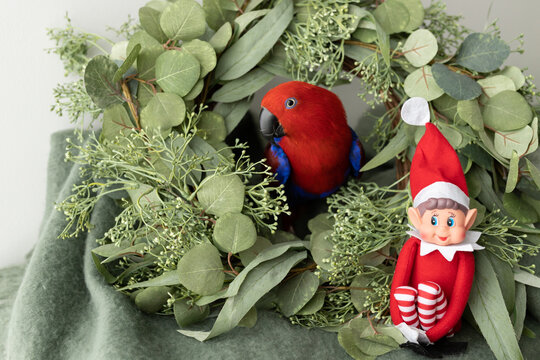 A Female Red And Blue Eclectus Parrot Sitting In A Wreath With Native Australian Foliage And A Christmas Elf