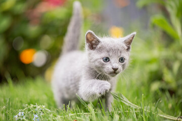 Naklejka na ściany i meble kleines graues Kätzchen im Garten | Russisch blau