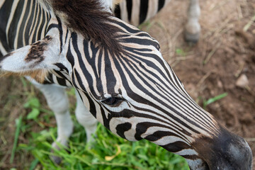Naklejka premium Zebra skin detail on the zoo