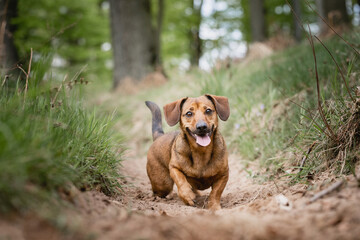 Dachshund beim Freilauf ohne Leine, Wald, Mischling, Junghund