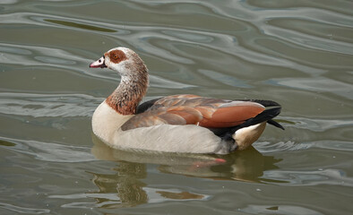 An Egyptian goose swimming on a lake. 