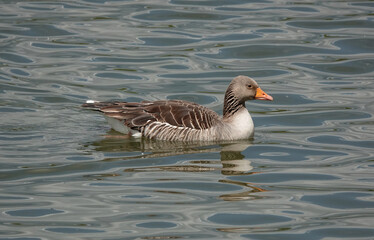 Fototapeta premium A greylag goose on a lake. 