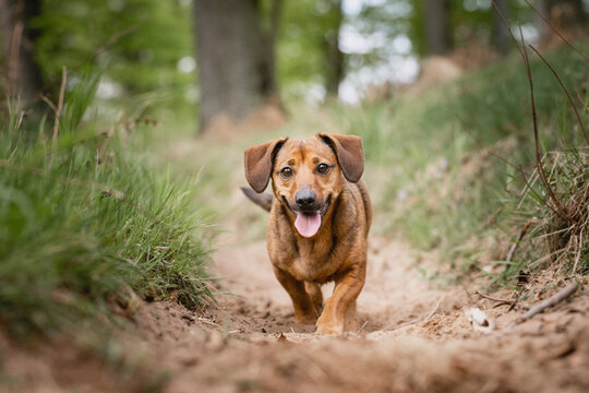 Dachshund beim Freilauf ohne Leine, Wald, Mischling, Junghund