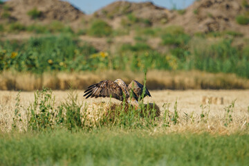 Long-legged Buzzard (Buteo rufinus) landing on dry straw