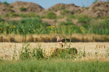 Long-legged Buzzard (Buteo rufinus) perched on dry straw