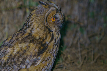 Long-eared Owl (Asio otus) perched on a rock