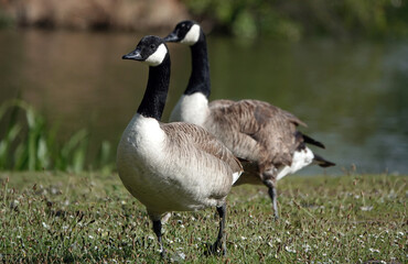 Two Canada geese walking on the grass by a lake. 