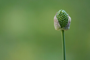 A budding ornamental allium plant about to bloom against a defocused green background. 