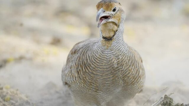 Extreme Closeup Of Grey Francolin, Teetar Or Manu Moa Playing 7K UHD