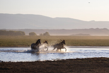 horses are galoping in the lake all over the sea