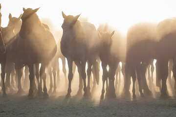 Herd of Wild Horses Running in Dust