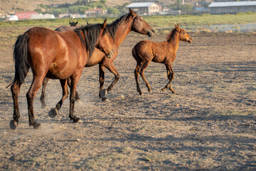  Galloping Wild horse family, animal concept