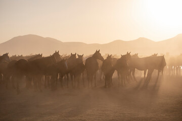 Fototapeta na wymiar Herd of Wild Horses Running in Dust