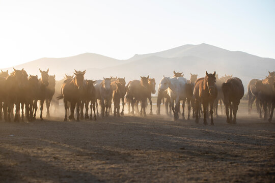 Herd of Wild Horses Running in Dust
