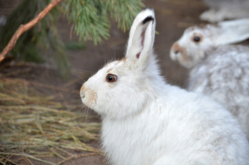 white rabbit on the grass