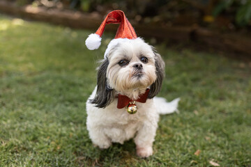 A white Lhasa apso dog with grey ears sitting outside wearing a Christmas Santa hat and a collar...