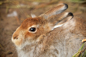 rabbit in the grass