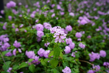 flowers in the garden