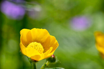 Flowers and insects macro photos