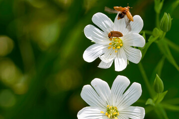 Flowers and insects macro photos