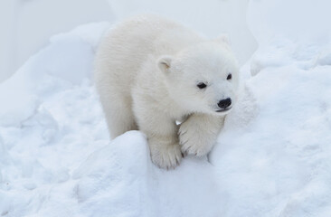 Naklejka na ściany i meble polar bear cub