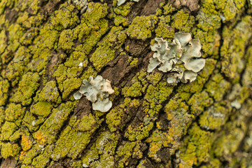 bark of a tree