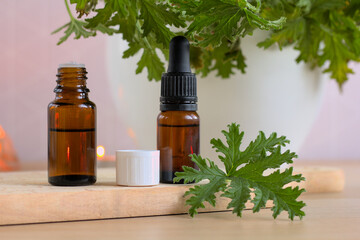 Essential oil in a brown bottle accompanied by Citronella Geranium (Scent Geranium, Pelargonium) plant in a white pot. Copy space.